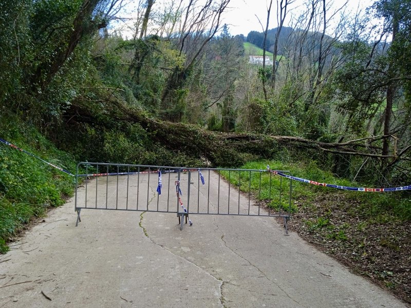 El Ayuntamiento de Deba informa del corte del camino a Sasiola por la caída de un arbol