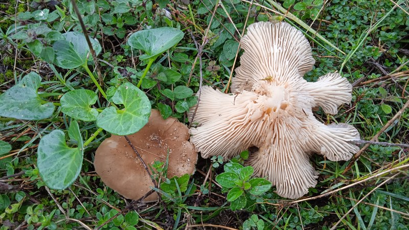 El Geoparque de la Costa Vasca organiza una salida en Itziar para descubrir el mundo de los hongos