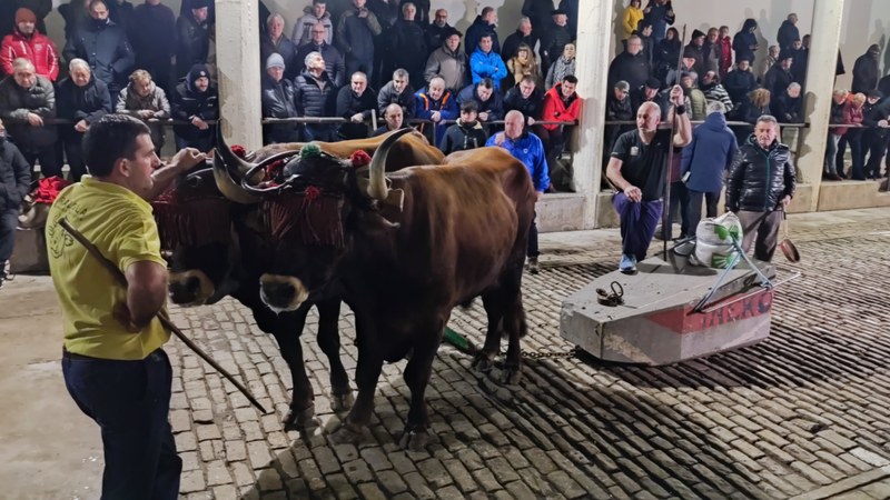 Iker Zubillaga ‘Igeldo’ alcanzó las 50 plazas en la exhibición ‘Idi Probak 2024’ de Deba