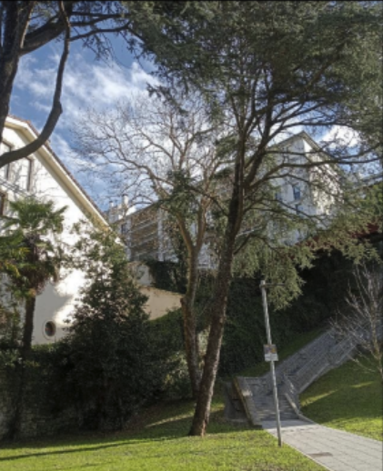 Parte de Ifar kalea permanecerá cerrado al paso de peatones el martes, 20 de febrero, por la retirada de un cedro en la zona