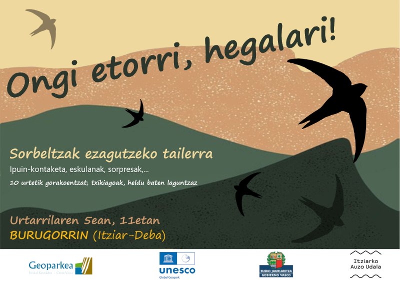 Taller de reconocimiento de vencejos el 5 de enero en Itziar