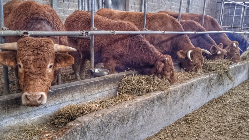 Visita para conocer el modelo de producción ecológica del caserío Txindurri Iturri