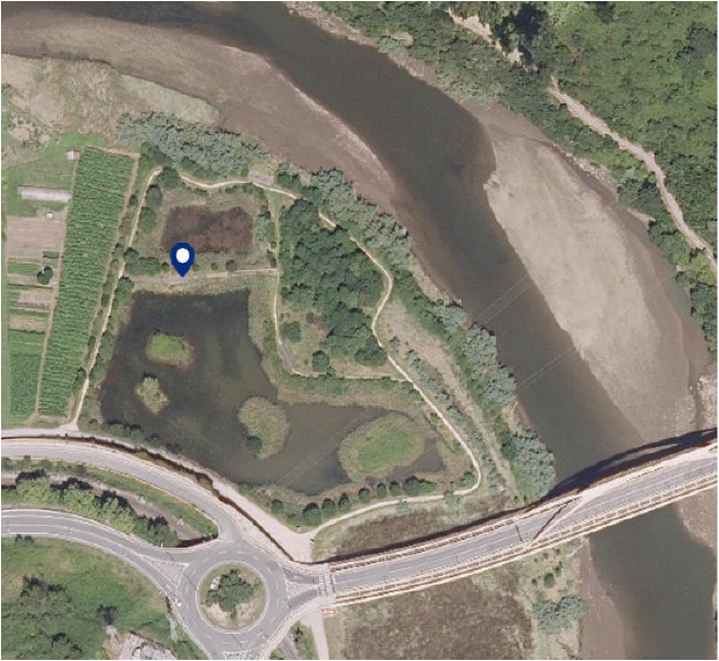 Hegaztiei eraztuna jartzeko jardunaldia antolatu du Udalak herritarrentzat Artzabalen urriaren 3an