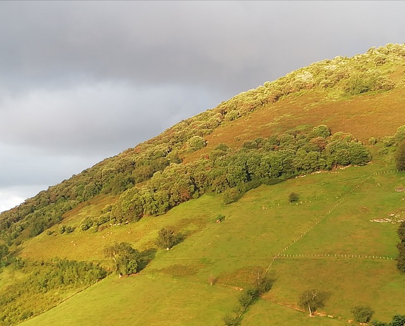 Itziarko Auzo Udalak ‘Zuhaitz Eguna’  antolatu du larunbatean Neberalden,  Andutzen magalean