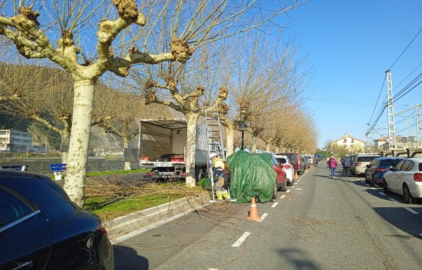 La poda de árboles en la Alameda provocará cambios temporales en el tráfico de la zona