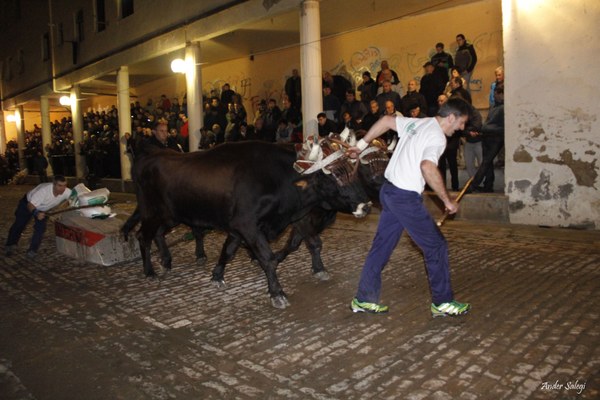 21 parejas de bueyes en las Idi probak 2016